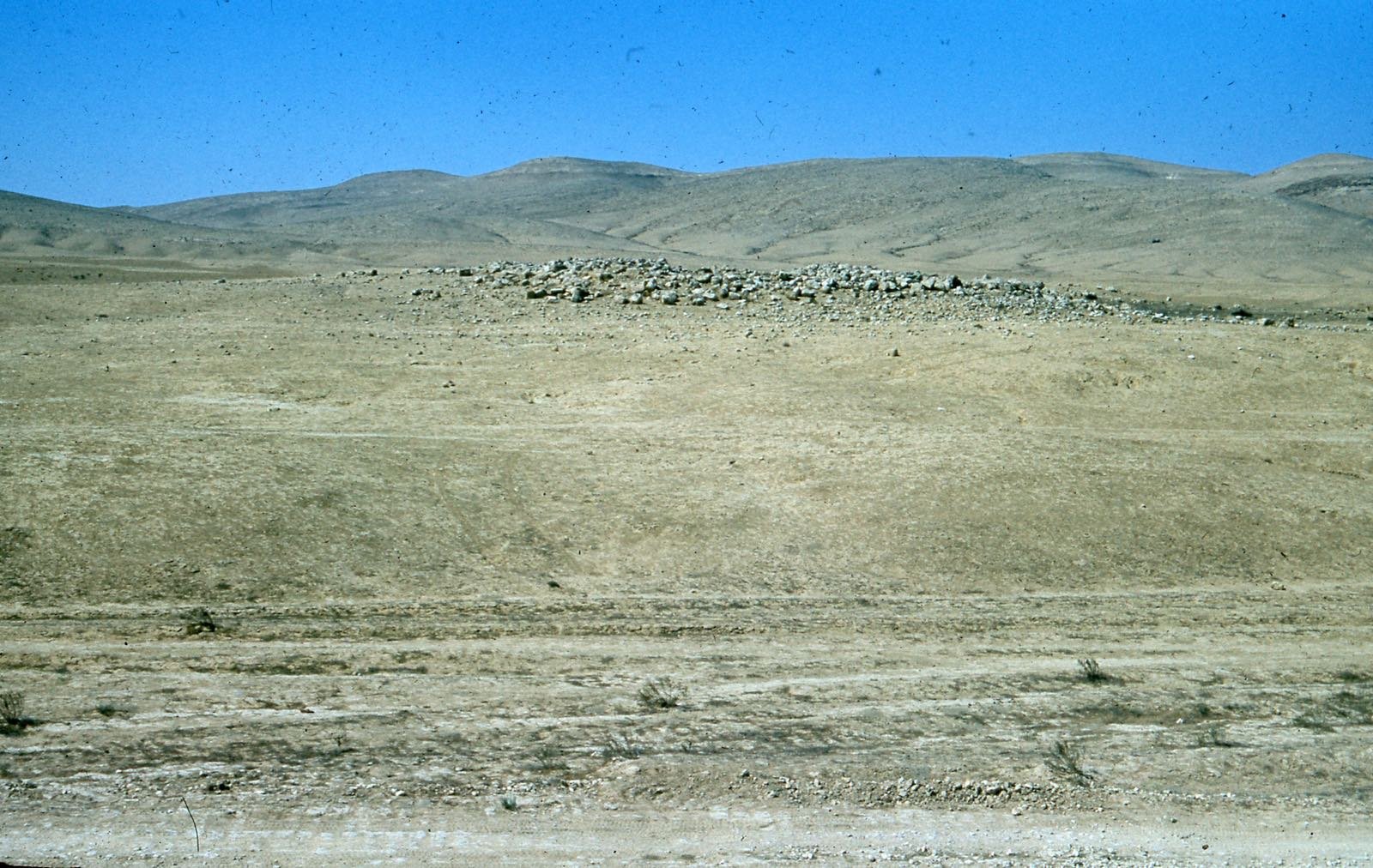 דימונה, 1954